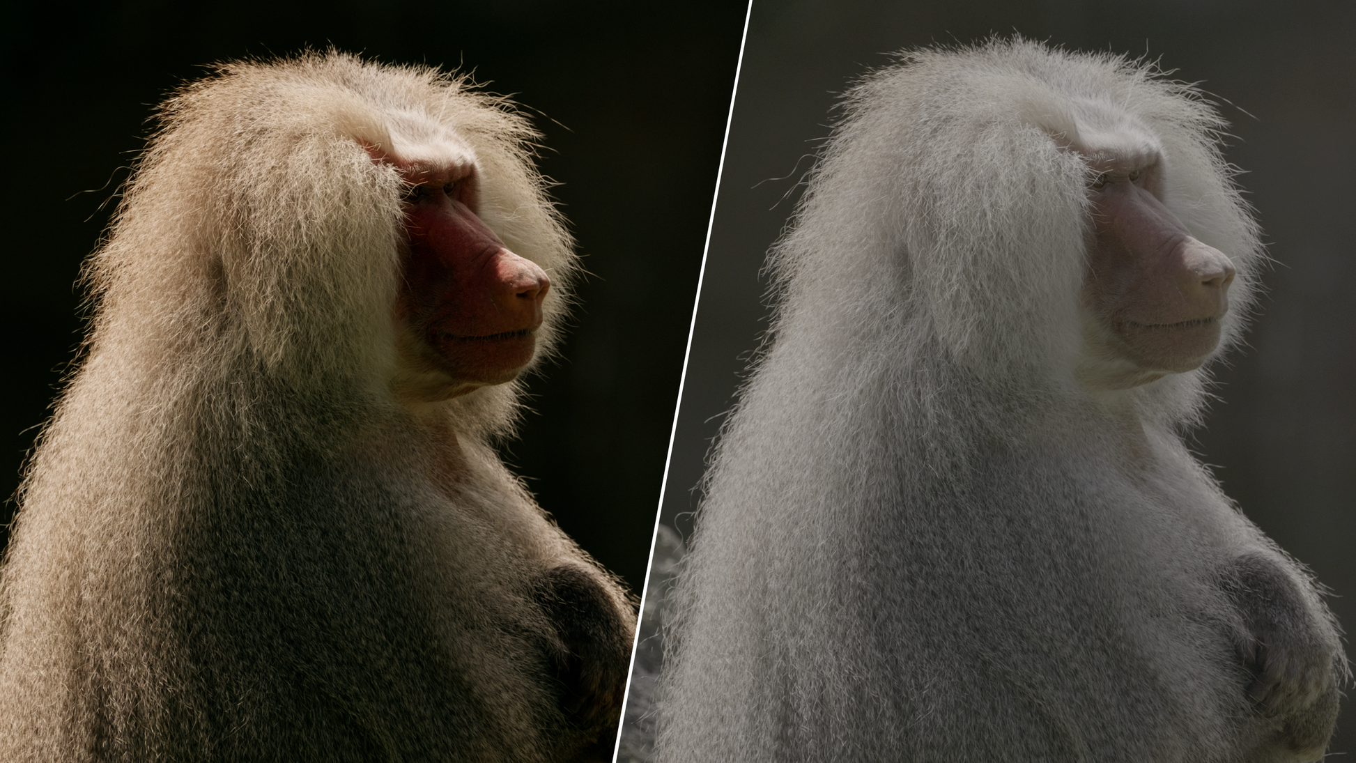 ALLRAD V-Log LUTs MASTER COLLECTION (Pack 1 & 2) ALLRAD